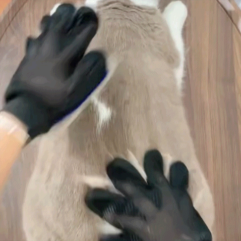 Guante mágico para mascotas